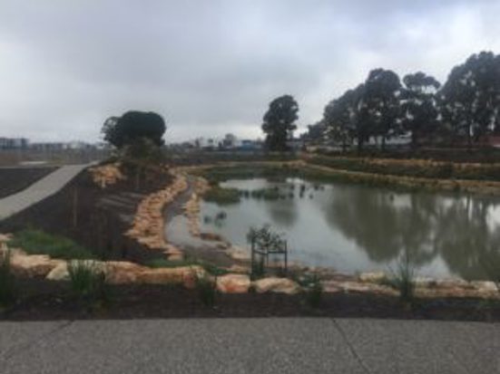 View of the new Lightsview water reserve from the Hampstead Rd end, with the significant pine on the left.