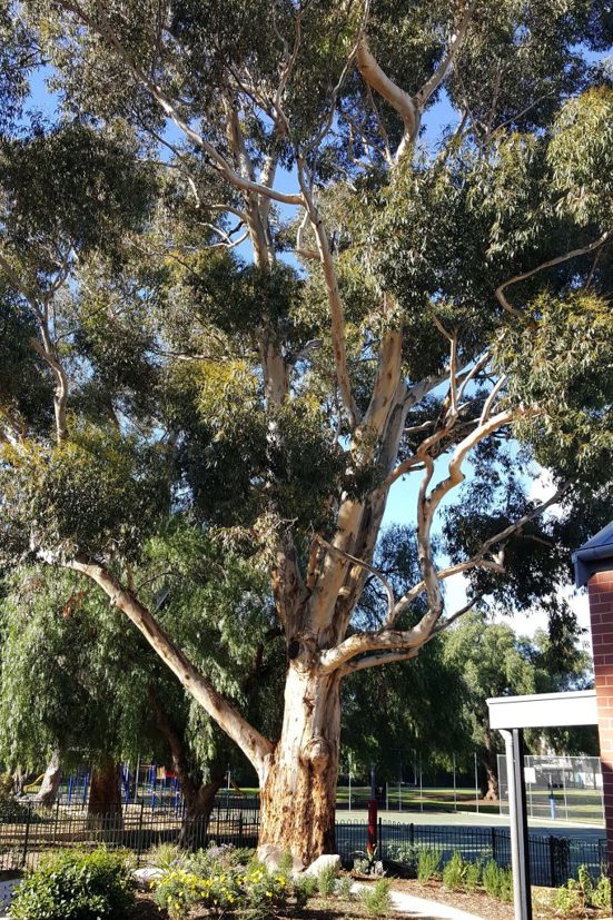 Tree at the primary school 
